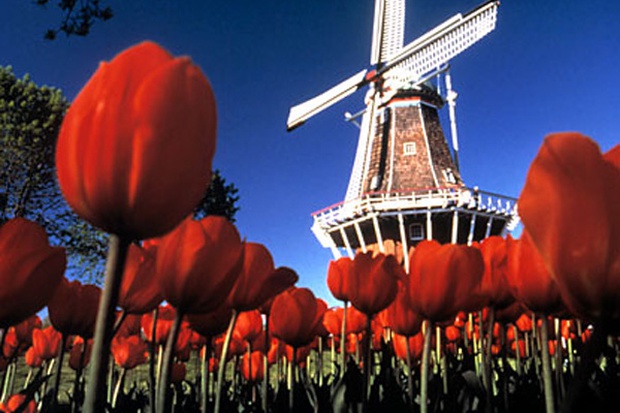 нідерланди млин тюльпани