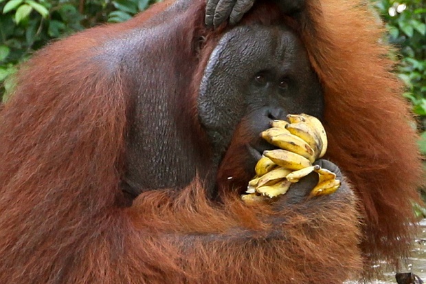 банан їсть мавпа