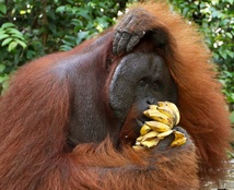 банан їсть мавпа