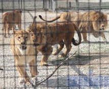 парк левів
