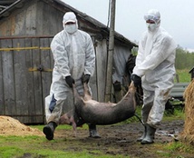 Африканська чума свиней