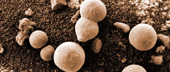 Грибок Aspergillus calidoustus з NASA виживає в марсіанських умовах під мікроскопом