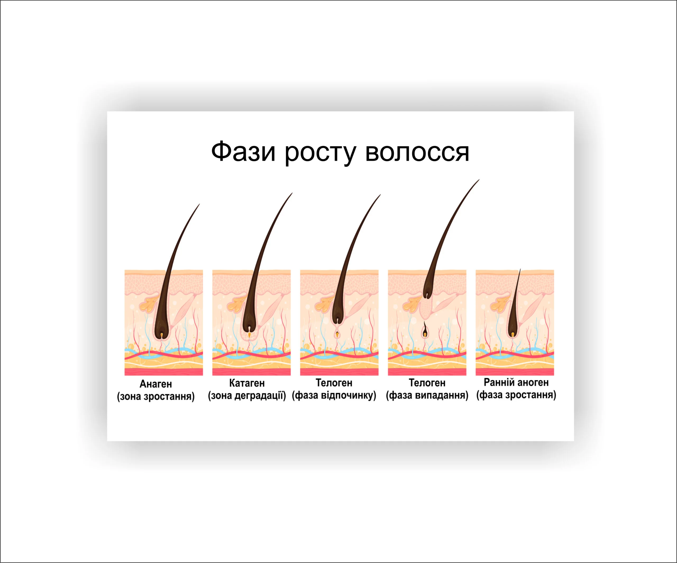 Как часто стричься для здорового роста волос: график по типам График фаз роста волос: анаген, катаген, телоген, триод, расщеп кончиков
