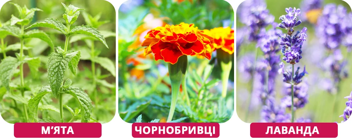 Мята, чорнобривці та лаванда як рослини-захисники перцю від попелиці