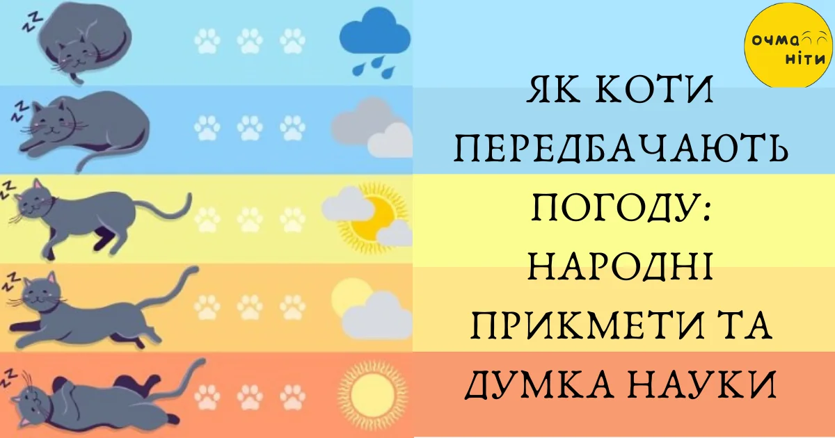 Ветеринары раскрыли 5 событий, которые кошки предсказывают Кошки предсказывают 5 событий: приближение дождя, приход солнца и другие изменения