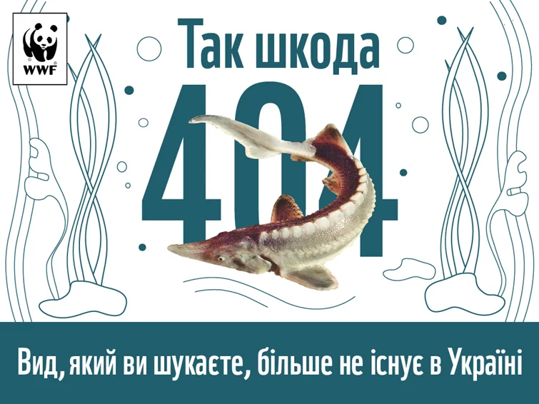 Последнее поколение рыб-гигантов: какие виды исчезают в Украине Осётр на странице 404 с надписью об исчезновении вида в Украине