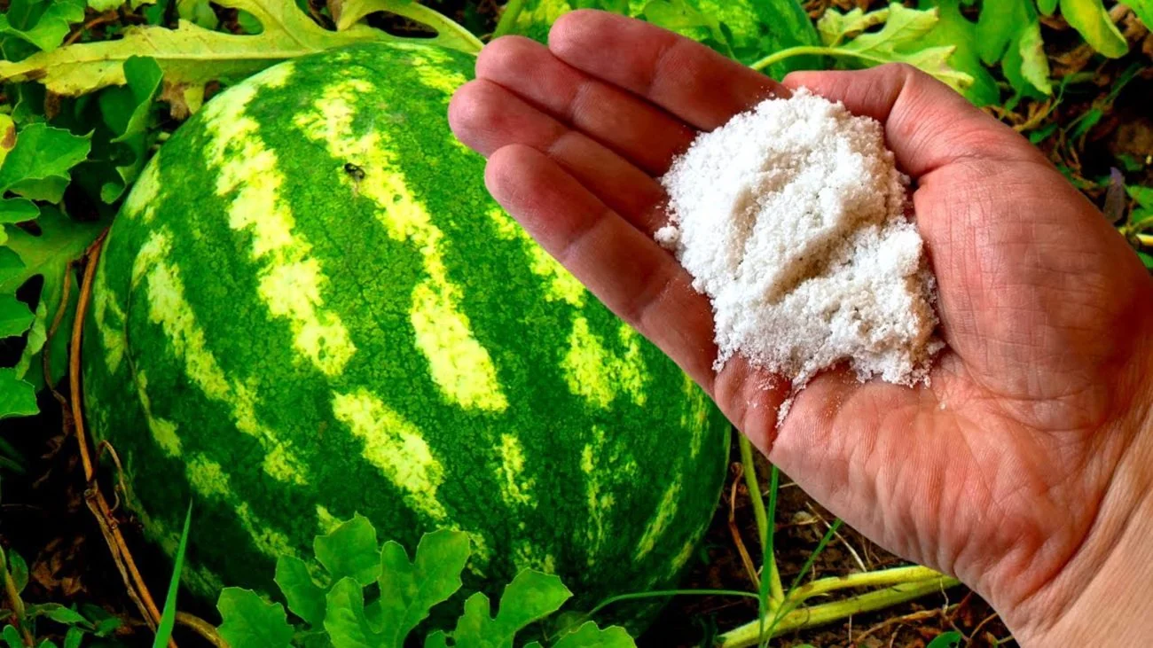 Рука з добривом біля стиглого кавуна для підживлення в червні