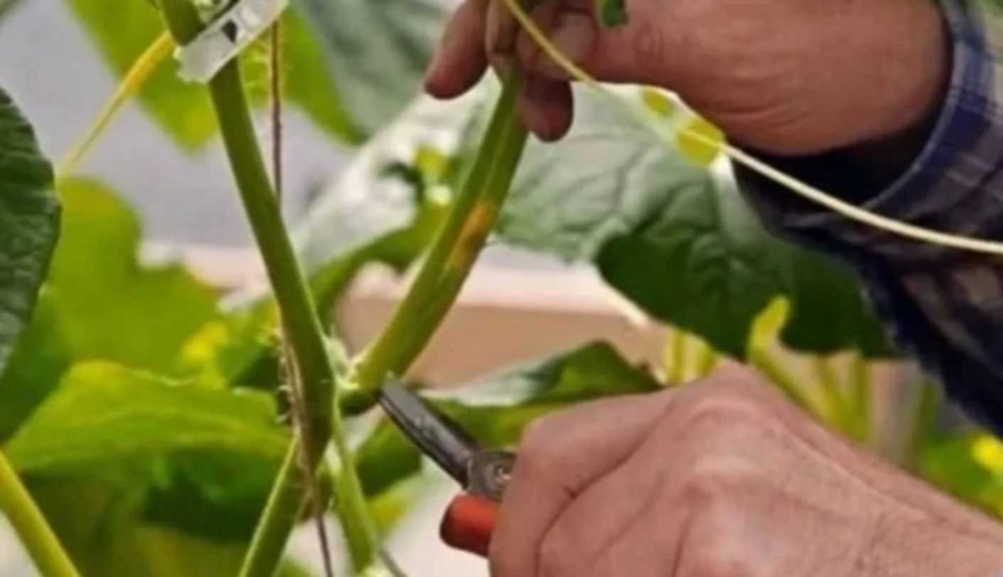 Прищипування стебла огірка секатором для формування куща та врожаю