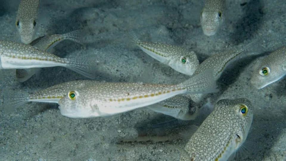 Риба-кролик Lagocephalus sceleratus на дні Середземного моря
