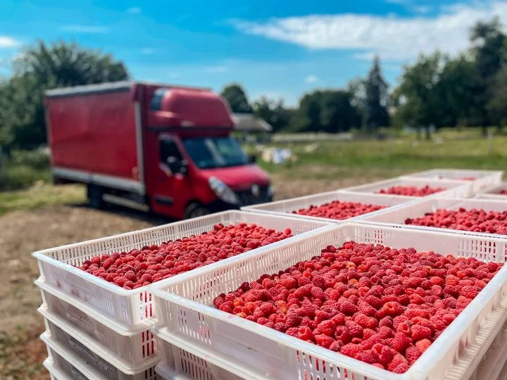 Ящики свіжої малини з нового врожаю біля вантажівки в Україні