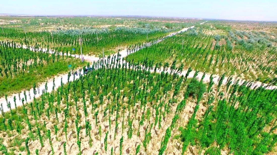 Штучні ліси Китаю: ряди висаджених дерев Великої зеленої стіни
