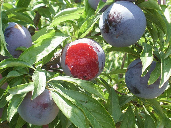 Пошкоджені сливи на гілці з відкритою червоною мякоттю