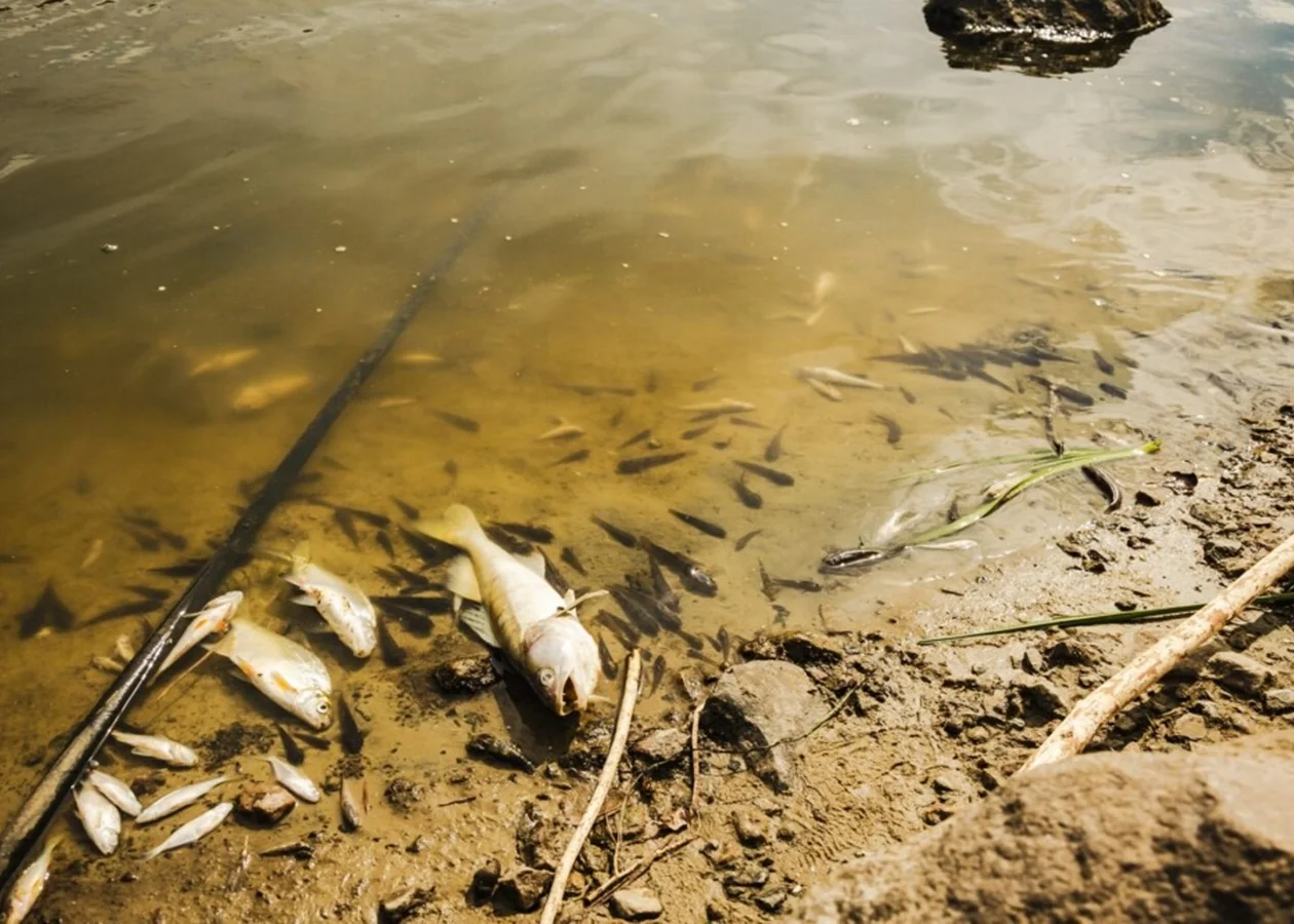 Мертва риба і зграя дрібної рибки в каламутній воді біля берега
