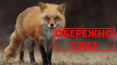 Рудий лис стоїть на сухій траві з написом обережно сказ
