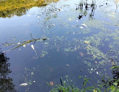 Мертва риба плаває у воді серед водоростей біля зеленого берега